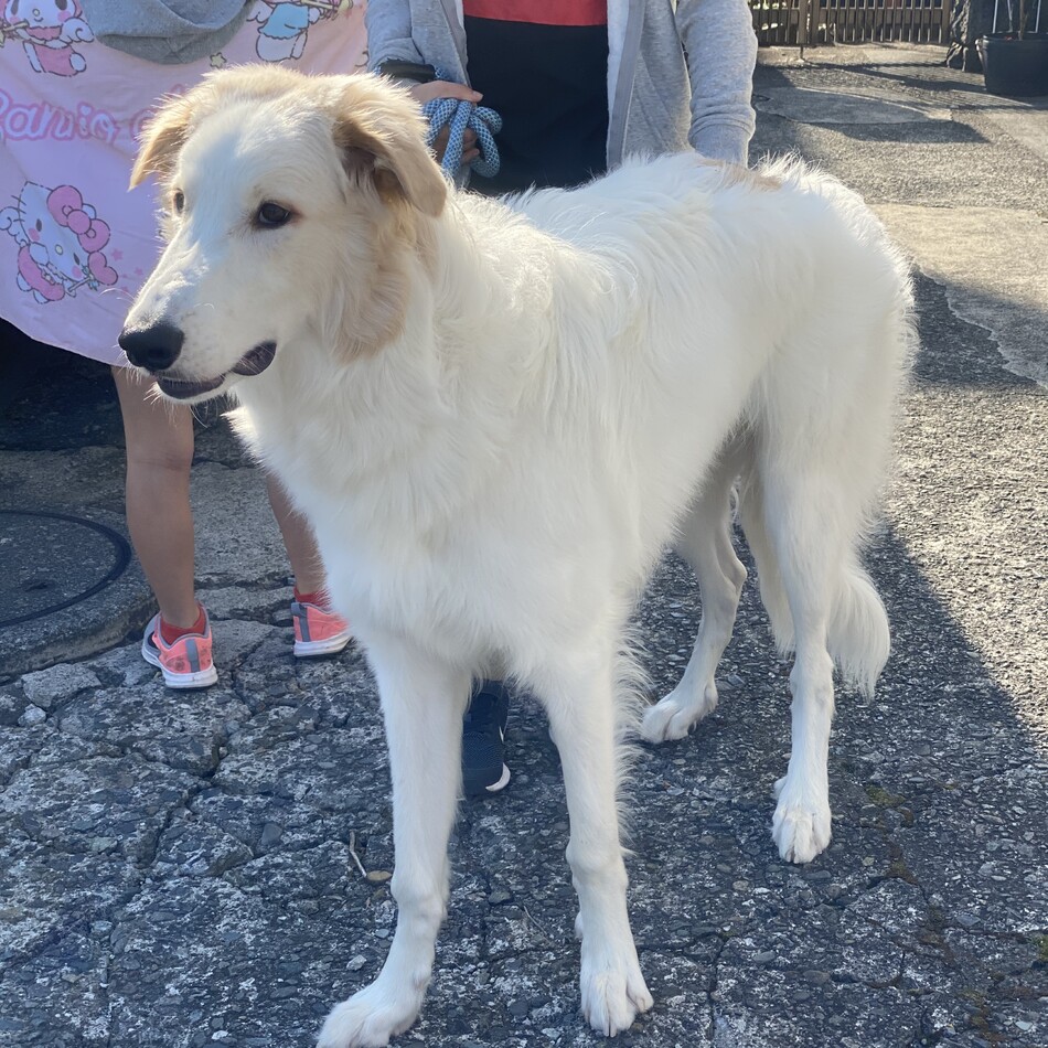 ルース グレートピレニーズ ボルゾイ ペットのおうち 月間利用者150万人