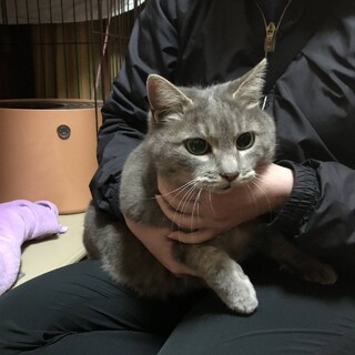 美人で甘えん坊ちゃんなグレーちゃん♀
