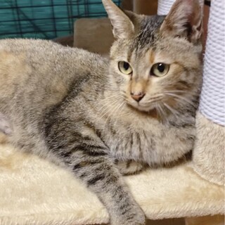 おっとりゴロニャーン❗️尻尾がチャームポイント❣️