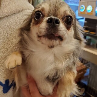 保護っこ♪ジュリアちゃん♪里親絶賛募集中！