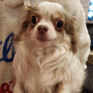 保護っこ♪パールちゃん♪里親絶賛募集中！