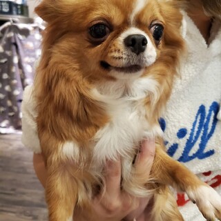 保護っこ♪ランちゃん♪里親絶賛募集中！