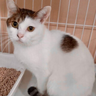 病気のため募集中止 チータくん