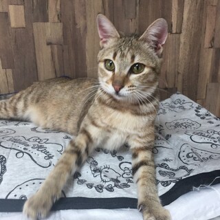 行き倒れからの復活　翠ちゃん