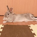 可愛がってくださる方を募集しております。