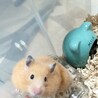 ミルク  ほお袋パンパン