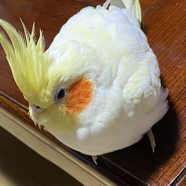 球体のように丸いピィさん。最近体重が3グラム増えて83gになりましまた。