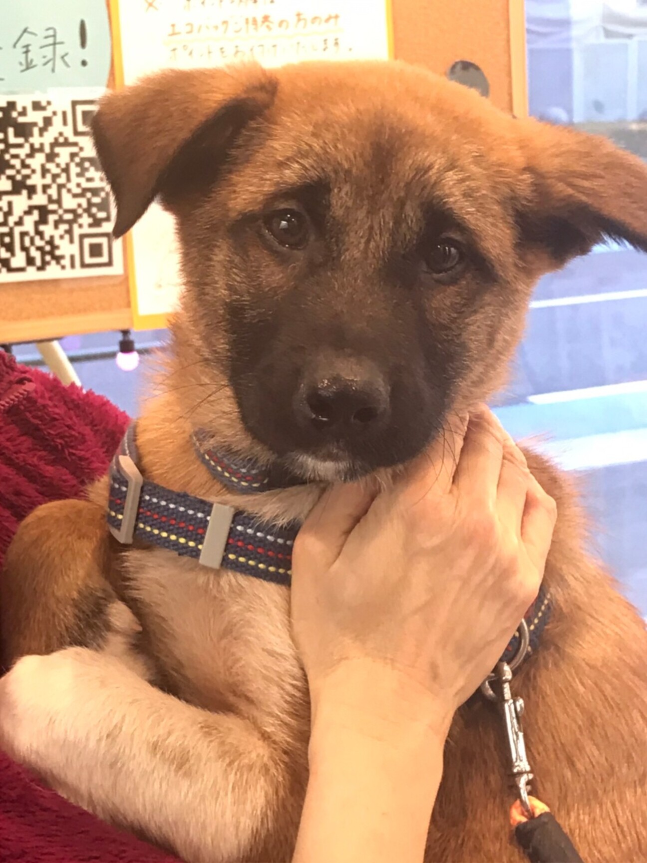 ペットのおうち いつ里に掲載ですー 保護犬と暮らそう ラジオと音楽と珈琲で繋ぐ保護犬ボランティア