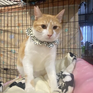 TNRされ虐待の恐れで保護セブン君