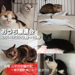 おうち譲渡会 （東京都小平市学園西町）