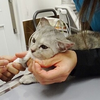 空腹に耐えた子猫☆生後５か月