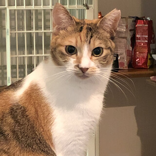 しばらくお休みします。三毛猫屋　専用 きむさん on X: 