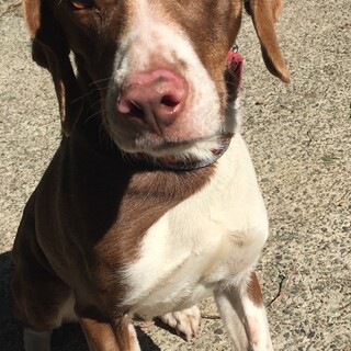 若くて元気で可愛いポインター、タバサちゃん