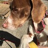 若くて元気で可愛いポインター、タバサちゃん サムネイル3