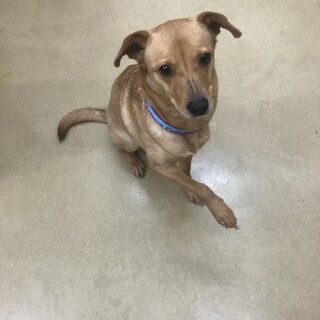 北海道が募集対象の犬の里親募集情報 ペットのおうち 月間利用者150万人