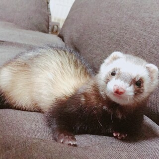 フェレット女の子里親募集