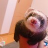 フェレット女の子里親募集 サムネイル2