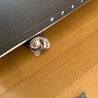 フェレット女の子里親募集 サムネイル3