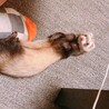フェレット女の子里親募集 サムネイル4