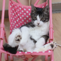 一歳のオス猫です。