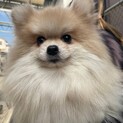 ポメのおうきゃくちゃん
