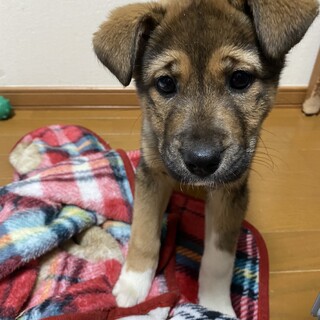 ハニーちゃん　トライアル決定