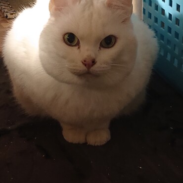 僕は元気です。今は飼い主の実家を引っ越し、飼い主と旦那さんとまくろと楽しく暮らしてます。旦那さん撫でてくれるから大好き(*´∇｀)