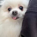 ポメのいもうとおもいちゃん