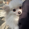ポメのあねっこちゃん