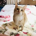 すりすりゴロゴロの茶トラ白くん