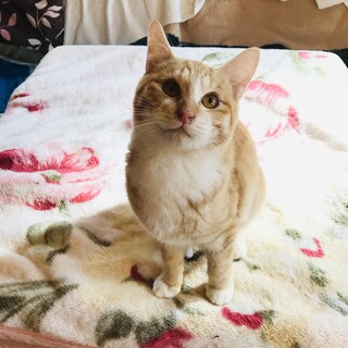 すりすりゴロゴロの茶トラ白くん