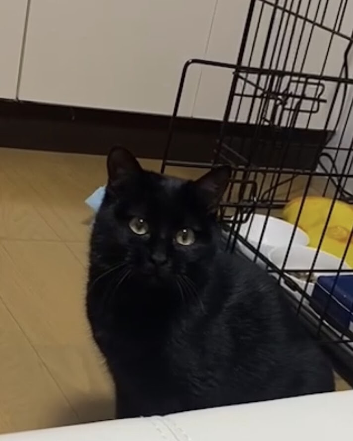 保護ねこ譲渡会inさぽらんて リックンのイベント ペットのおうち 月間利用者150万人 保護ねこ譲渡会inさぽらんて リックンのイベント ペットのおうち 月間利用者150万人