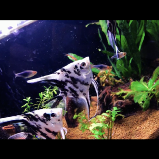 ナゲルフレックエンゼルフィッシュ　3匹　