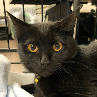 美猫で馴れッコな女の子★人気の黒猫るな