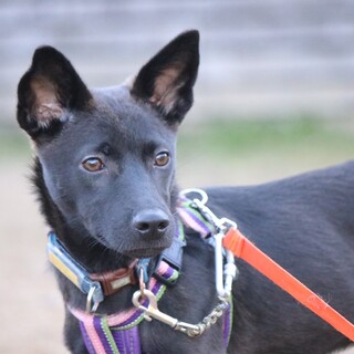 ご家族が決まりました！ありがとうございました！