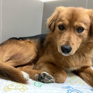 臆病だけど日々進歩中、綺麗な被毛のアラン