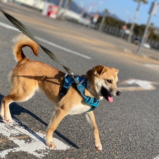 ご家族決定いたしました！ありがとうございました！