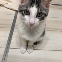 ミミ