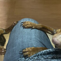 MIX小型犬