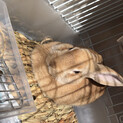 ミニウサギ 4ヶ月 オス