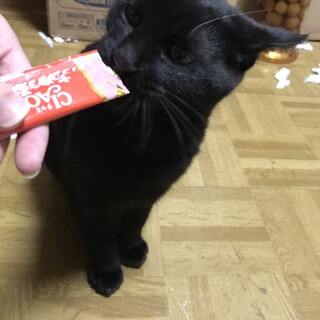 人懐っこい元気な男の子です