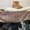 ぼく寝てたのに…ピアノ弾くの？