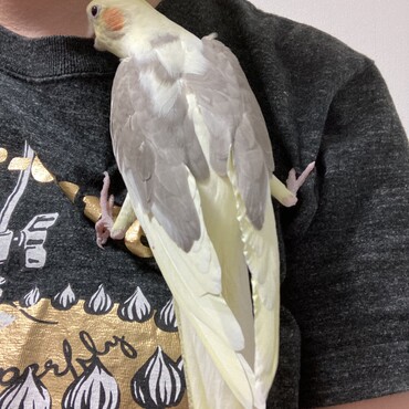 新しいブローチです。