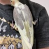 新しいブローチです。