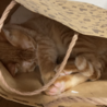 箱入り猫ならぬ袋入り猫