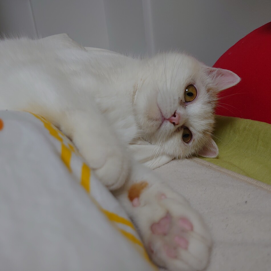 詩子のカバー写真