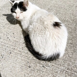 【急募】人馴れした白黒の成猫