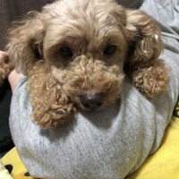 小泉雅美