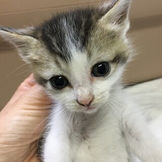 捨てられていたキジ白兄妹♀