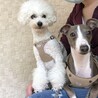 とどゆき
